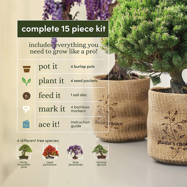 Bonsai Starter Kit - Image 3